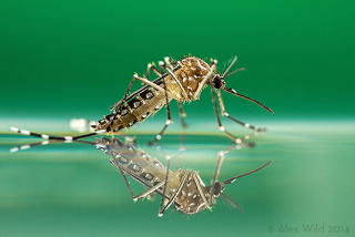 Illustration for article titled How to Take Eye-Popping Pictures of Tiny Bugs